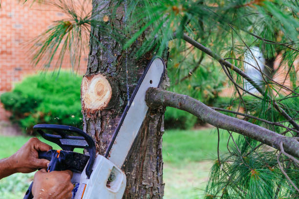 Large Tree Removal in East Norwich, NY